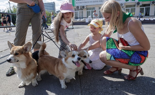 В Центральном парке Тулы прошёл фестиваль помощи животным