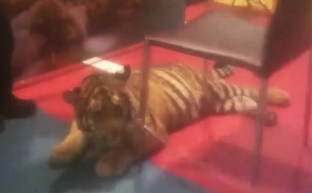 Руководство контактного зоопарка в тульском ТЦ назвало видео с тигренком провокацией