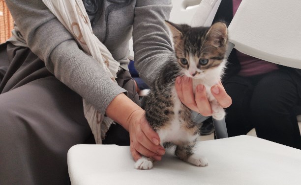 В Туле появился первый официальный музейный кот