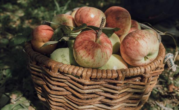 Ресторатор Аркадий Новиков и потомок великого писателя Илья Толстой прорекламировали тульские яблоки