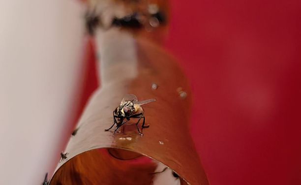 Энтомолог Алексей Евсюнин о нашествии мух в Туле: насекомые расплодились из-за погоды и мусора