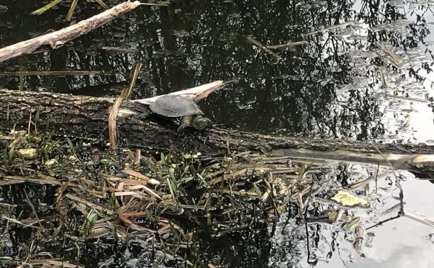 Туляки просят власти почистить пруд в Мясново, чтобы спасти редких черепах