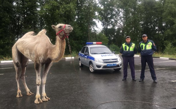 В Тульской области сбежавшего верблюда вернули в передвижной цирк