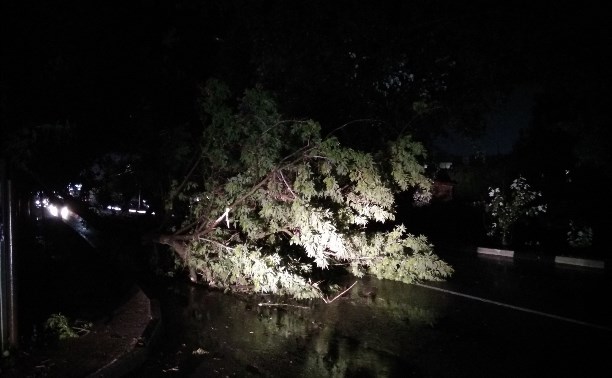 В Туле упавшие из-за ветра и грозы деревья перекрыли улицы: фото и видео