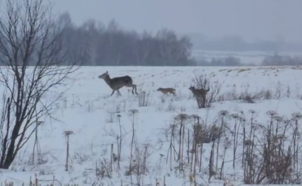 Бродячие собаки устроили погоню за самкой оленя: видео
