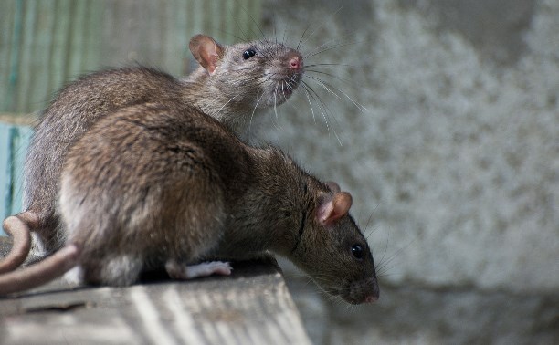 На улице Кутузова в Туле крысы заполонили подъезд жилого дома