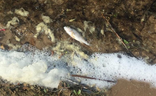 В Черепетском водохранилище в Тульской области массово погибла рыба