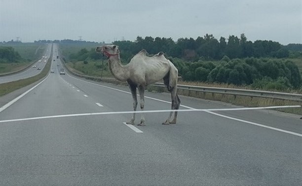 В Тульской области на трассе М-4 бегает верблюд: видео