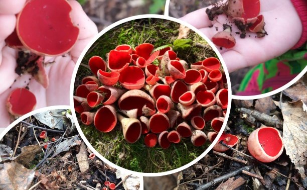 «Их что, можно есть?!» Туляки находят в лесах необычные грибы – эльфовы чаши