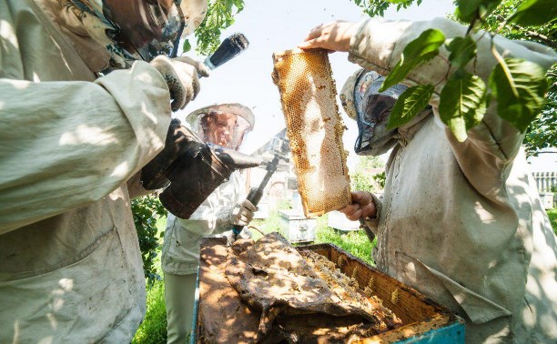 В Тульской области пасечники намерены подать в суд на аграриев из-за массовой гибели пчёл
