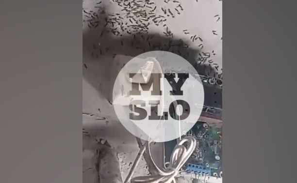Подъезды Болохово атаковали полчища комаров