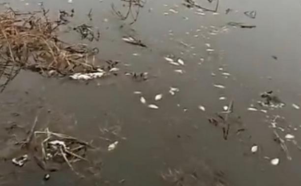 В пруду пос. Куркино массово погибла рыба: видео