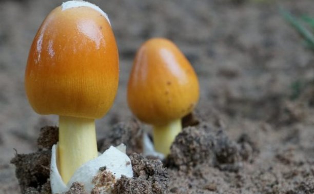 В июне в Тульской области четыре человека отравились грибами