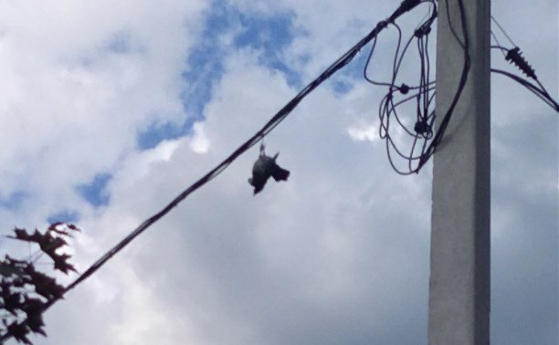 В Новомосковске птица повисла на проводах и была спасена: видео