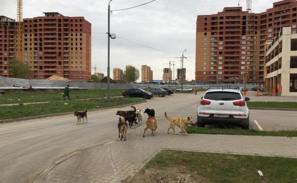 Стая агрессивных собак терроризирует жителей ул. Новомосковской