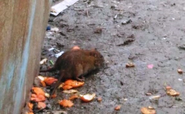 Роспотребнадзор наказал тульскую УК за полчища крыс на мусорной площадке