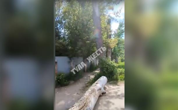 На улице Приупской рухнуло дерево, кронированное по-тульски